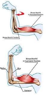 15 Physical Therapy Exercises For Tennis Elbows A Step By Step Guide Tennis Elbow Elbow Exercises Tennis Elbow Exercises