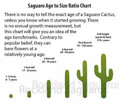 Diagram Of Saguaro Cactus Parts Of A Cactus For Kids Diagram