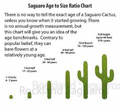 Diagram Of Saguaro Cactus Parts Of A Cactus For Kids Diagram