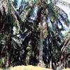 Ia adalah tanaman utama di malaysia pada masakini. 1