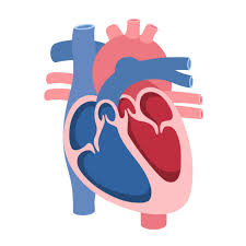 Image result for tbn:wWaFGe8bNuCchM::www.clipart-fr.com/data/clipart/coeur/coeur_074.gif