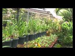See more of little one plant nursery thailand on facebook. Lee Nursery Garden Shop Penang Malaysia May 2011 Youtube
