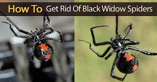 People who work outside should be careful to avoid them. Black Widow Spiders How To Get Rid Of Black Widows