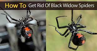 False widows are not the deadly spiders they are sometimes thought to be. Black Widow Spiders How To Get Rid Of Black Widows
