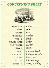 I Ve Seen A Card Like This For One Other Animal I Wonder If There Is A Whole Set Does Anyone Know And Where I Might Find So Sheep And Lamb Sheep Farm