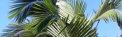 Format3dsmax 2014 + fbx :: Naples Palm Trees For Sale Palmco Florida