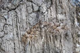 Image result for Eupithecia lanceata