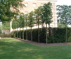 Check out our tall narrow console selection for the very best in unique or custom, handmade pieces from our shops. Bespoke Screening Trees Up To 12m High Ruskins Trees And Landscapes Esi External Works