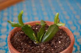 For as long as i can remember, it sat with a couple. Taking Christmas Cactus Cuttings Eat More Toast