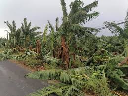En San Rafael, Grave daño a la producción platanera