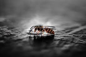 Pest control birmingham city council battling budgetary. Pest Control Birmingham Rodent Control Aim Environmental