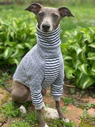 Black And Grey Spotted Dog Italian Greyhound Nood Superlounge Quilted Stripe Mix Turtle Etsy In 2020 Italian Greyhound Clothes Italian Greyhound Harlequin Great Dane Puppy