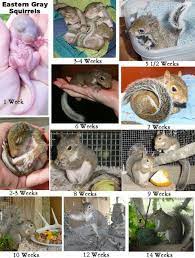 Seven Reasons Why Squirrel Age Is Common In Usa Squirrel Age Https Ift Tt 2l6o4ww Baby Squirrel Baby Squirrel Care Baby Flying Squirrel