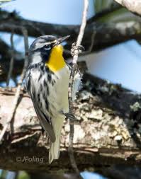Birds Native To Western North Carolina Yellow Throated Warbler Beaver Lake Asheville Nc Western North Carolina North America Beaver