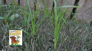 Check spelling or type a new query. How To Get Rid Of Nutgrass Or Nutsedge Grass Pad