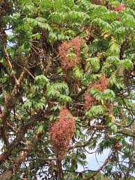 Image result for Hagenia