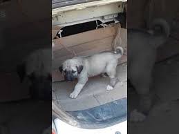 Satilik Kangal Izmir 0554 745 52 53 Kopek