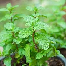 Mint Leaves