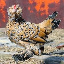Mille Fleur D Uccle Blue Bantam Yahoo Image Search Results Pet Chickens Beautiful Chickens Bantam Chickens