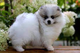 pofuduk tuylu bebek kopek tilki atlar