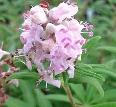 Image result for Vitex franceseana