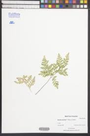 Image result for Davallia chaerophylloides