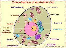 The _____ is the bacterial structure that acts as a selective barrier, allowing nutrients to enter the cell and wastes to leave the cell. Animal And Plant Cells Flashcards Quizlet
