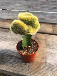 The sunlight to which the barrel cactus is exposed if it is a christmas cactus, an easter cactus or an epiphyllum, water it every 2 weeks. Grafted Cactus Live Cactus Rare Cactus By Norcalsucculentshop On Etsy Grafted Cactus Plants Planting Succulents
