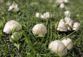 Jun 30, 2010 · hi, my name is hank shaw. Don T Eat The Mushrooms Local News Tulsaworld Com
