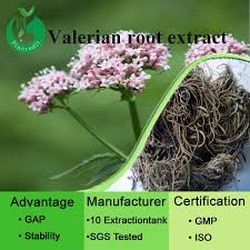 13 manfaat daun sirih hijau sirih merah untuk kesehatan tubuh khasiat dan manfaat daun sirih bibitbunga com Ekstrak Akar Valerian Valerian Ekstrak Bubuk Valerian Akar Root Pi Root Plantroot Setting Aliexpress