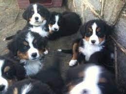 Windsong fields {linsca} purposely bred purebred dogs. Bernese Mountain Dog Breeders Md L2sanpiero