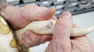 How Tell If Your Ball Python Is A Male Or Female By Popping This Way Youtube