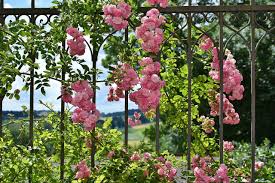 Dann wäre es sicherlich ganz gut, wenn sie zuvor vergleichen und sich hier informieren, worauf es dabei wirklich ankommt. Die 11 Besten Rankhilfe Fur Tomaten Rosen Und Co Gunstig Kaufen