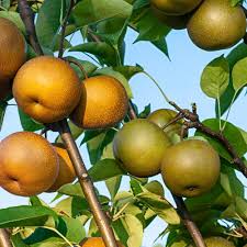 The average price for fruit trees ranges from $20 to $150. Gurney S 2 In 1 Asian Pear Pyrus Live Fruiting Bareroot Tree 1 Pack 81513 The Home Depot In 2021 Fruit Trees Small Fruit Trees Dwarf Fruit Trees