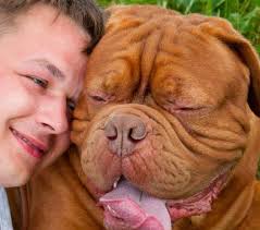 Rassebeschreibung, wesen, haltung und pflege. Dexter Aus Dem Hause Lehmann Alias Bolle Bordeaux Dogge Posts Facebook