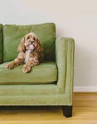 How Long Can A Cockapoo Be Left Alone Embora Pets
