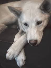 Every day, you can adopt a pet in a petco store. Pets For Adoption At Colorado Animal Rescue In Glenwood Springs Co Petfinder