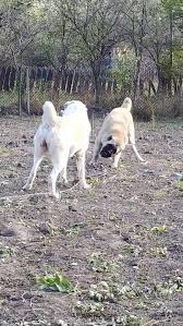 Alman Coban Kopegi Ve Sivas Kangal Kopekleri Aksam Sporu German Shepherd Dog And Kangal Dogs Exerc 2020