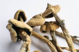 Place tea bags in the jar. Man Injects Magic Mushroom Tea Into His Veins Almost Dies New York Daily News