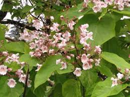 Image result for Catalpa