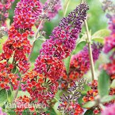 Buddleja Flower Power Van Meuwen