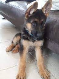Gsd Puppy Naya Puppies German Shepherd Gsd Puppies