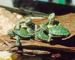 Pin On Turtles Tortoises