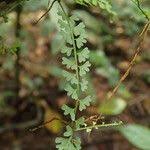 Image result for Asplenium sandersonii