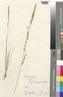 Image result for Eragrostis nindensis