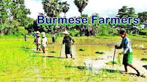 burmese farmers ชาวนาพม าย นดำนาไม ต องปวดหล ง เร วด วย น ำไม ก ดม อ