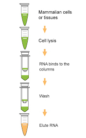 Bgi's transcriptome sequencing is used to reveal the presence, quantity and structure of rna in a biological sample under specific conditions. Epiquik Total Rna Isolation Fast Kit Epigentek