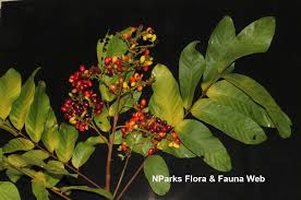 Image result for Lepisanthes senegalensis