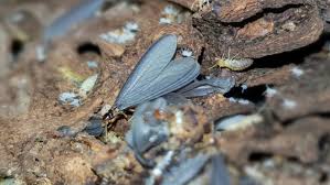 Flying ants and flying termites are easily confused but you can. Flying Termites A Description Of A Key Member In The Termite Family