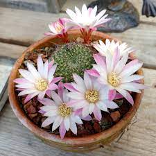 Cereus forbesii spiralis own roots pot cm 15 cod 1233 succulent cactus store. Spring Cactus Flowers Cactus Jungle